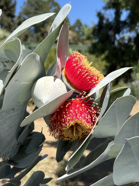 Eucalyptus macrocarpa 'The Rose of the West'