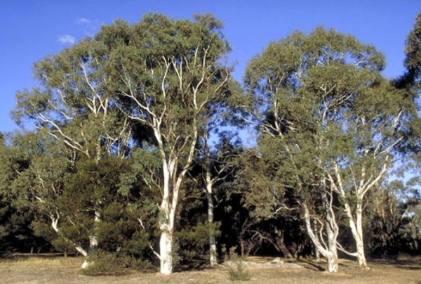 Eucalyptus mannifera