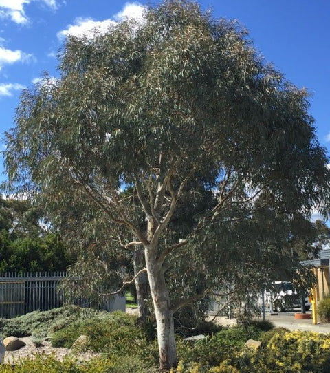 Eucalyptus mannifera Little Spotty