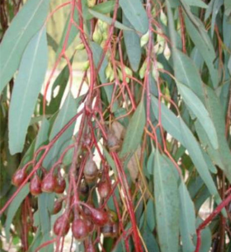 Eucalyptus mannifera Little Spotty