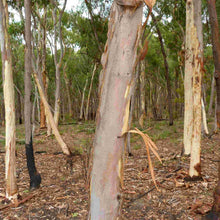 Load image into Gallery viewer, Eucalyptus mannifera Maculosa Red Spotted Gum
