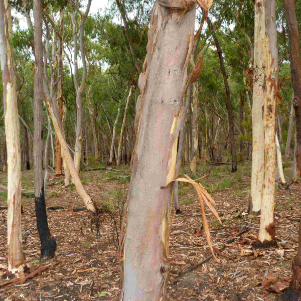 Eucalyptus mannifera Maculosa Red Spotted Gum