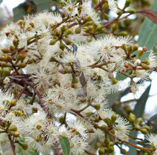 Load image into Gallery viewer, Eucalyptus mannifera Maculosa Red Spotted Gum
