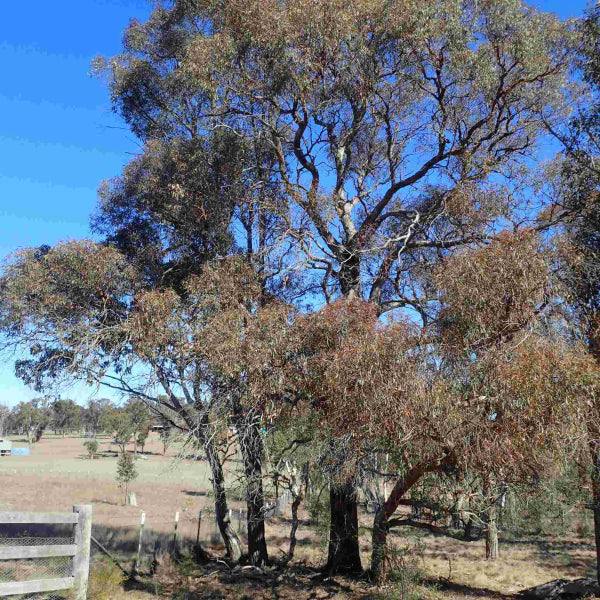 Eucalyptus nicholii