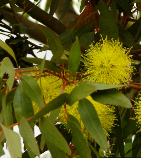 Eucalyptus olivacea Summer Scentsation