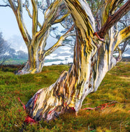 Eucalyptus pauciflora 'Snow Gum'