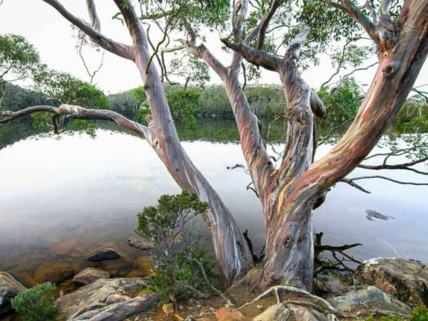 Eucalyptus pauciflora 'Snow Gum'