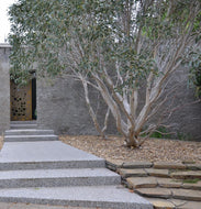 Eucalyptus pauciflora 'Little Snowman'