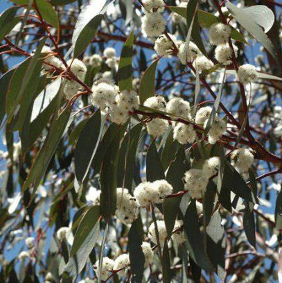 Eucalyptus pauciflora ssp. Pauciflora