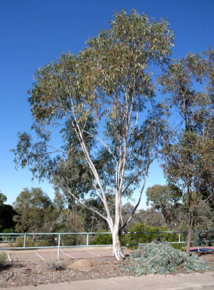 Eucalyptus pauciflora ssp. Pauciflora