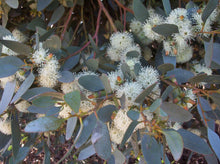 Load image into Gallery viewer, Eucalyptus platypus
