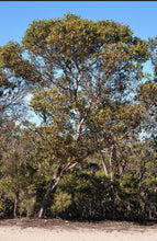 Load image into Gallery viewer, Eucalyptus platypus
