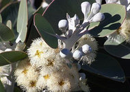 Eucalyptus pleurocarpa