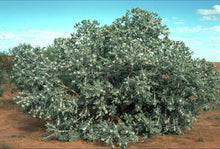 Load image into Gallery viewer, Eucalyptus pleurocarpa
