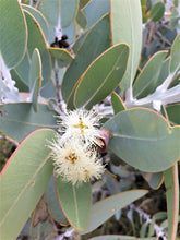 Load image into Gallery viewer, Eucalyptus pleurocarpa
