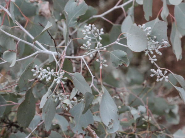Eucalyptus polyanthemos Red Box