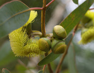 Eucalyptus preissiana