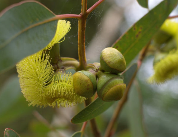 Eucalyptus preissiana