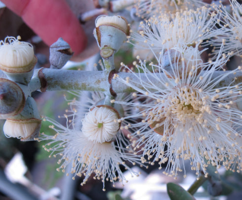 Eucalyptus pulverulenta Baby Blue