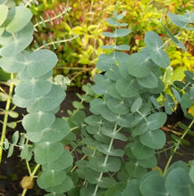 Load image into Gallery viewer, Eucalyptus pulverulenta Baby Blue
