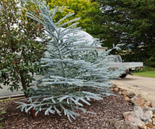 Load image into Gallery viewer, Eucalyptus pulverulenta Baby Blue
