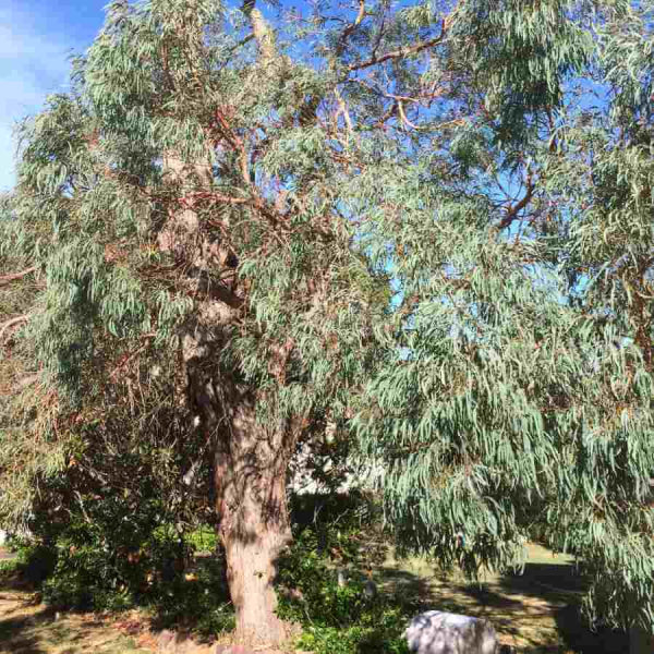 Eucalyptus radiata
