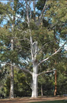 Eucalyptus saligna Sydney Blue Gum