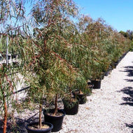 Eucalyptus scoparia