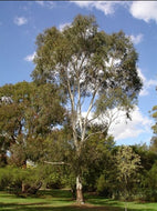 Eucalyptus scoparia Wallangarra White Gum