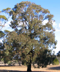 Eucalyptus sideroxylon