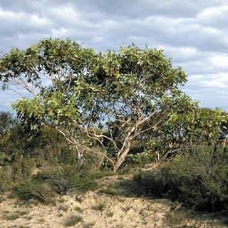 Eucalyptus tetraptera