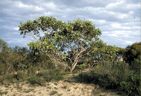 Eucalyptus tetraptera