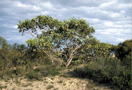 Eucalyptus tetraptera