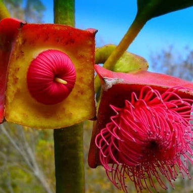 Eucalyptus tetraptera
