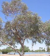 Eucalyptus torquata Coolgardie Gum