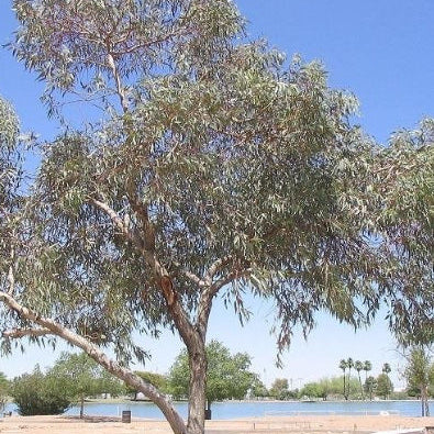 Eucalyptus torquata Coral Gum
