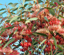 Load image into Gallery viewer, Eucalyptus torquata Coolgardie Gum
