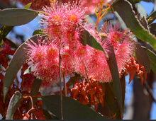 Load image into Gallery viewer, Eucalyptus torquata Coolgardie Gum

