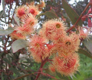 Eucalyptus Torwood