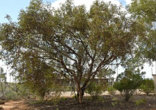 Eucalyptus Torwood
