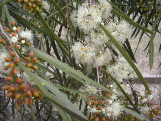 Eucalyptus virdis Winter Lights