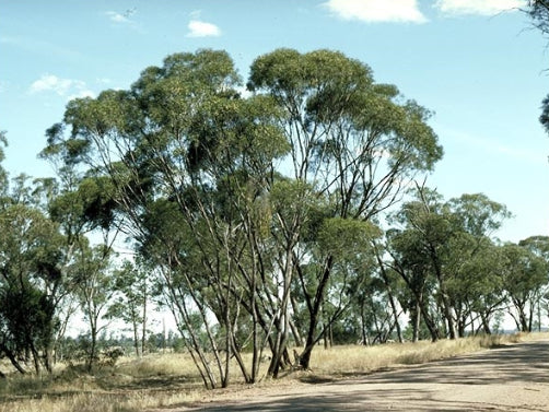 Eucalyptus viridis Winter Lights