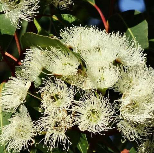 Eucalyptus wimmerensis Honey Pots