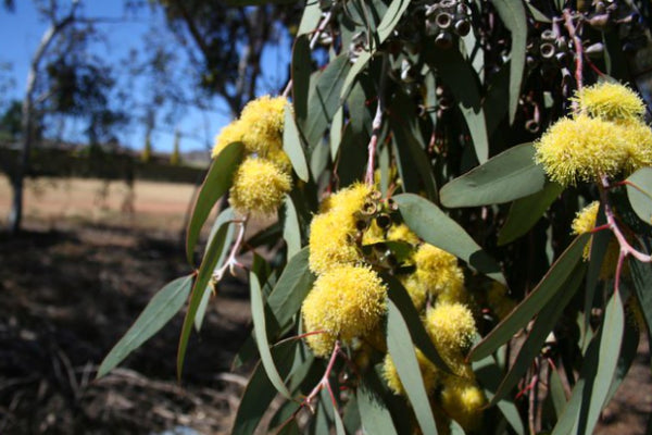 Eucalyptus woodwardii