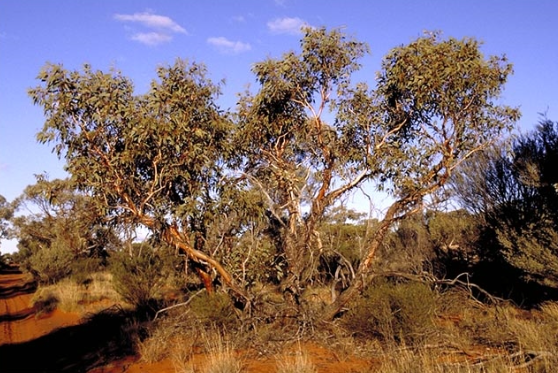 Eucalyptus youngiana