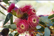 Eucalyptus youngiana