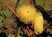 Load image into Gallery viewer, Eucalyptus youngiana
