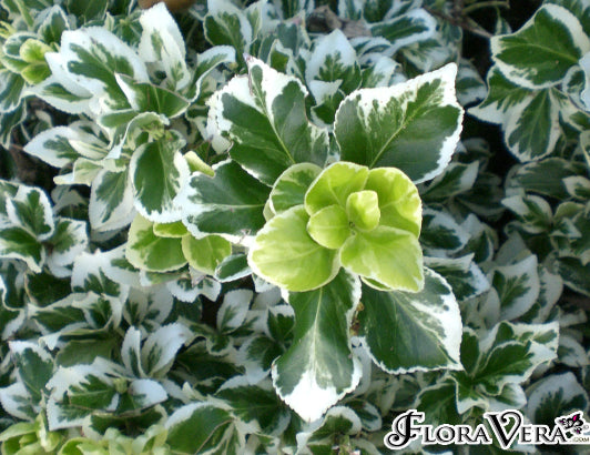 Euonymus japonicus Silver Rocket