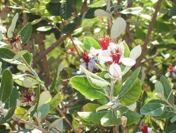 Feijoa sellowiana