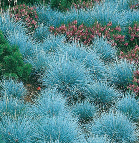 Festuca glauca